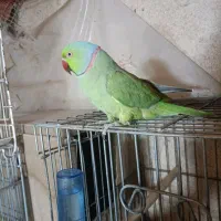 طوطی ملنگو|پرنده|بیرجند, |دیوار