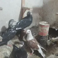 کفتر طوقی هفت رنگ و المانی اصیل|پرنده|مشهد, آبکوه|دیوار