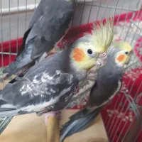 جفت عروس مولد با جوجه