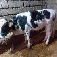 یک راس گوساله نر