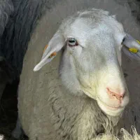 گوسفند زنده بره نرینه زیر فی میدان دام