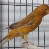 فروش قناری ماده شتری و سرخ سوخته|پرنده|مرودشت, بیست متری بیمارستان|دیوار