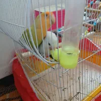 طوطی برزیلی