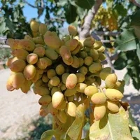 نهال پسته و نهالستان|خدمات باغبانی و درختکاری|تهران, پاسداران|دیوار