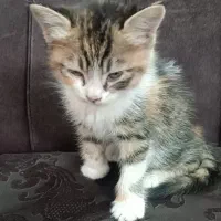 گربه واگذاری