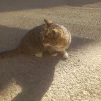 گربه رایگان.|گربه|کرمانشاه, |دیوار