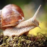 فروش ویژه حلزون در سایز های مختلف