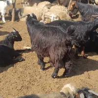 کهره نر چاق|حیوانات مزرعه|شیراز, جوادیه|دیوار