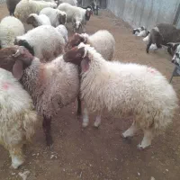 بره پروار نر|حیوانات مزرعه|چوار, |دیوار