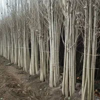 نهال نیگرا ترکیه با قیمت مناسب و رشد تضمینی|حراج|نورآباد, |دیوار