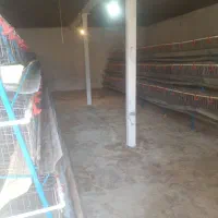 قفس مرغ تخمگذار