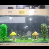 اکواریوم باماهی ولوازم|ماهی|تایباد, |دیوار