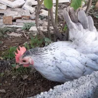 تخم مرغ چاپنیز