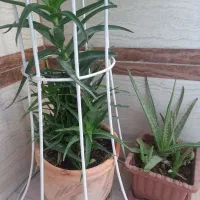 گل طبیعی  قاشقی وبنفش|گل و گیاه طبیعی|محمدشهر, محمدشهر|دیوار