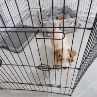 فروش توله پودل|سگ|شیراز, سفیرشمالی|دیوار