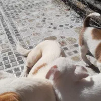 دوتاسگ شیواوا اصل نروماده مولدهمراه دوتوله|سگ|کیار, |دیوار