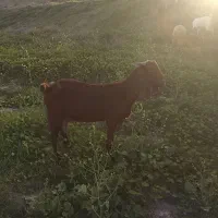 بز سقلو زا و گیسه دوقلو هیکلی لاشه دار شیری