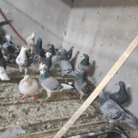 کبوتر گرفتنی