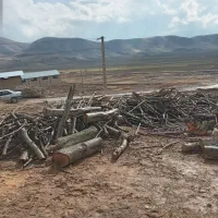 خریدوفروش چوب بابالاترین قیمت وتسویه آنی|خدمات باغبانی و درختکاری|الشتر, |دیوار