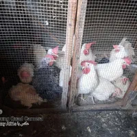 مرغ و خروس زنده. مرغ . خروس خونی. گوشتی خانگی|حیوانات مزرعه|مشهد, قائم|دیوار