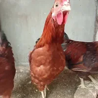 خروس محلی|حیوانات مزرعه|هشتگرد, هشتگرد قدیم|دیوار