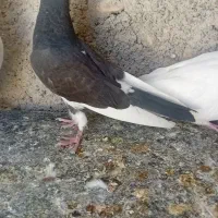 کبوتر|پرنده|نورآباد, |دیوار