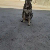 سگ خراسانی|سگ|سبزوار, خسروجرد|دیوار