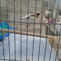 گم کردم