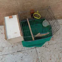قفس پرنده|لوازم جانبی حیوانات|بندر ماهشهر, |دیوار