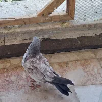 ۸عدد کفتر ۲تا جوجه فوری