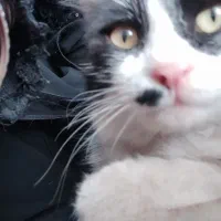 گربه گم شده|گربه|بیرجند, |دیوار