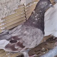 کبوتر|پرنده|سرپل ذهاب, |دیوار