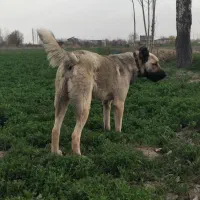 سرابی ۱ ساله