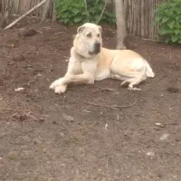 سگالابایاصیل|سگ|کوچصفهان, |دیوار