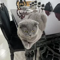 گربه گمشده مژدگونی ۱۵ میلیون تومان
