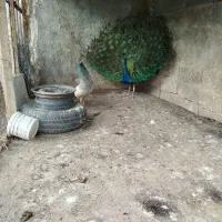 طاووس|پرنده|سیلاخور, |دیوار