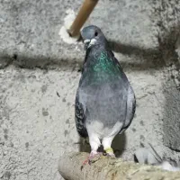 یک جفت کبوتر ماده زور دار