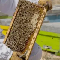 عسل طبیعی گون،انگبین،زول،چندگیاه دارویی با ضمانت|خوردنی و آشامیدنی|شاهینشهر, شهرک میلاد|دیوار