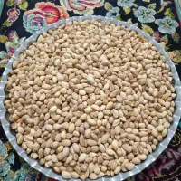 پسته وحشی|خوردنی و آشامیدنی|مشهد, اسماعیل آباد|دیوار