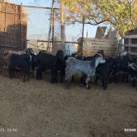 5 جفت کهره نر و ماده|حیوانات مزرعه|جهرم, |دیوار