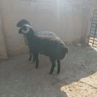 بره نر