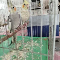 دوتا جوجه عروس نرو ماده