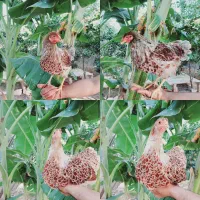 مرغ. ی جفت ویاندوت اورنج اصیل