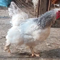 مرغ وخروس برهما.قوغاز بوقلمون