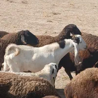 بزنر|حیوانات مزرعه|ملایر, |دیوار