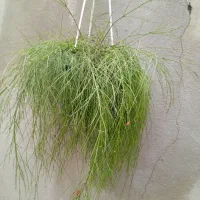 گل های زینتی و آپارتمانی|گل و گیاه طبیعی|رشت, حمیدیان|دیوار