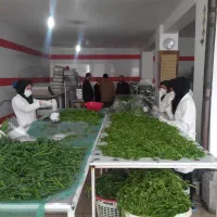 استخدام نیروی خانم برای خط تولید سبزیجات بسته بندی
