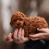 پودل دارک رد