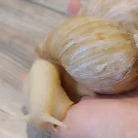 حلزون آچاتینا