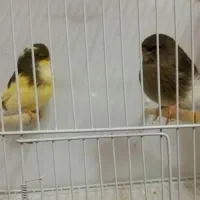 قناری گلستر استافورد سرخ